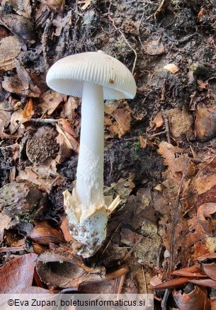 Amanita huijsmanii