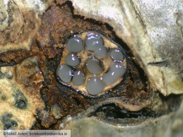 Diaporthe impulsa