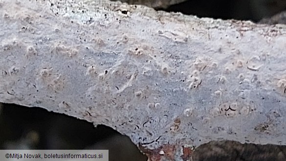 Peniophora lycii
