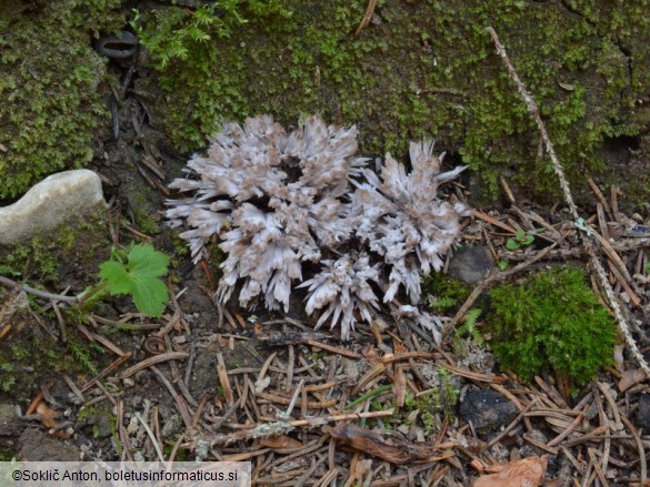 Thelephora penicillata