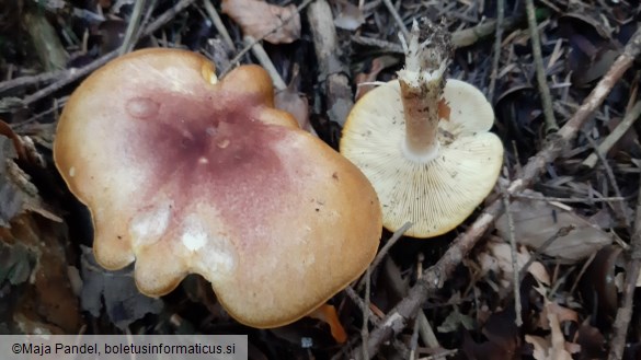 Tricholomopsis rutilans