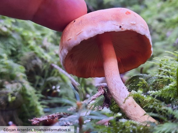 Pholiota astragalina