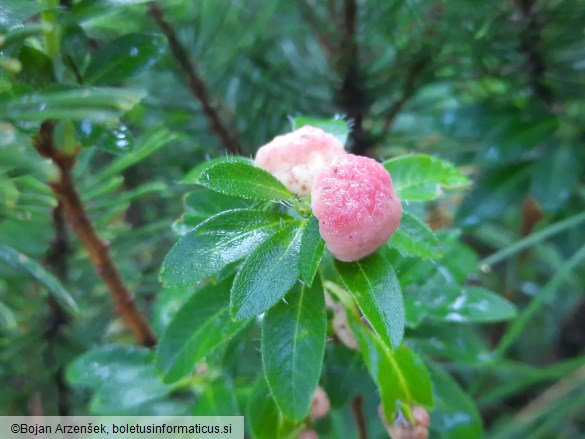 Exobasidium rhododendri