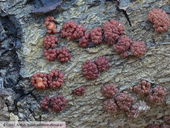 Nectria cinnabarina