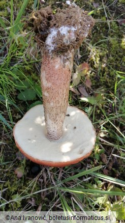 Leccinum versipelle