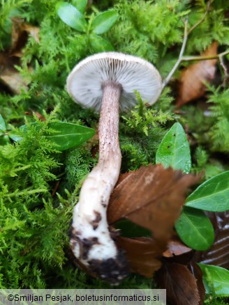 Tricholoma squarrulosum