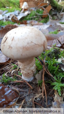 Hebeloma radicosum