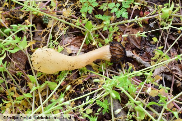 Morchella semilibera