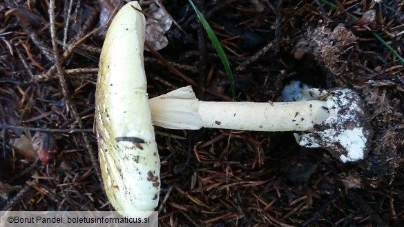 Amanita phalloides