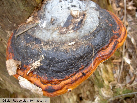 Fomitopsis pinicola