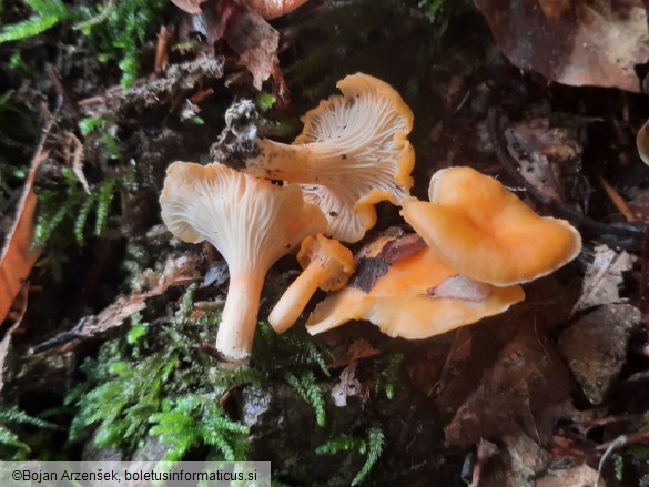 Cantharellus friesii