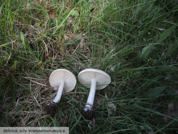 Melanoleuca subalpina