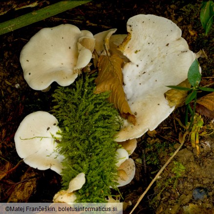 Crepidotus autochthonus