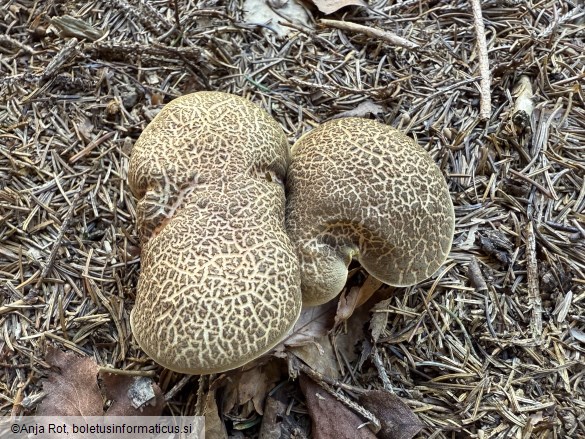 Xerocomellus chrysenteron