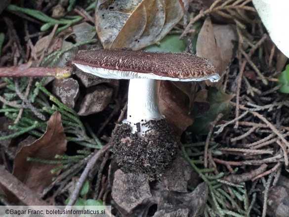 Leucoagaricus cupresseus