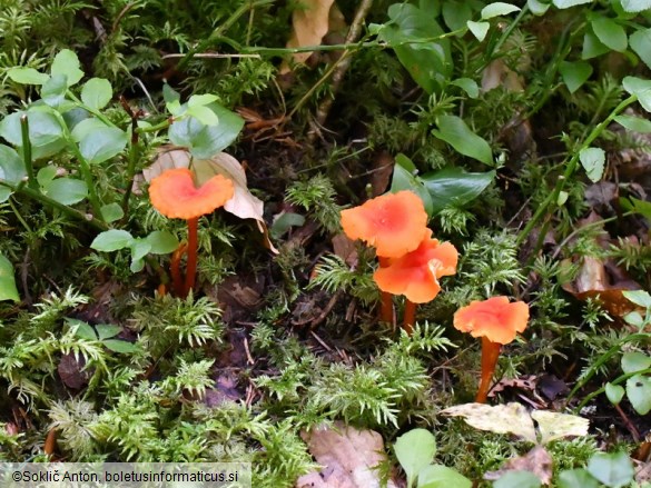 Hygrocybe cantharellus