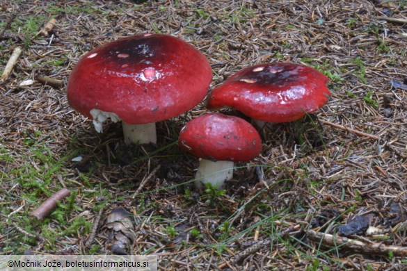 Russula xerampelina