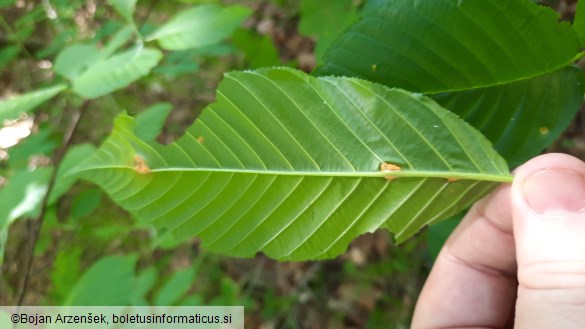 Puccinia coronata