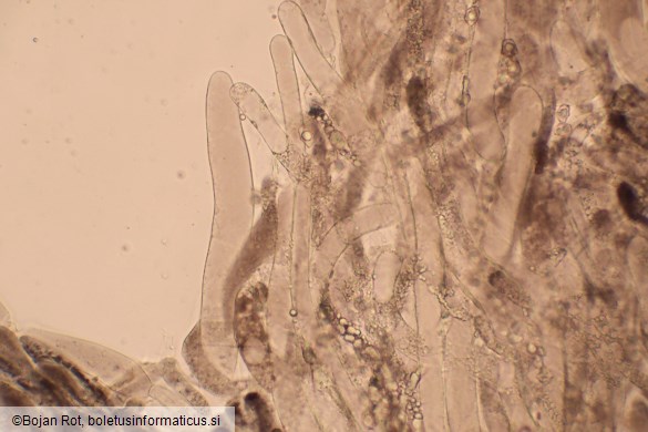 Entoloma violaceoserrulatum