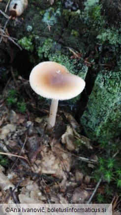 Amanita fulva