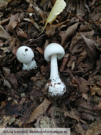 Amanita phalloides
