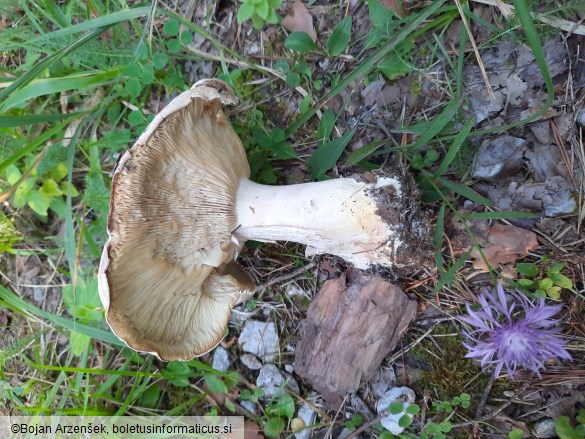 Leucopaxillus tricolor