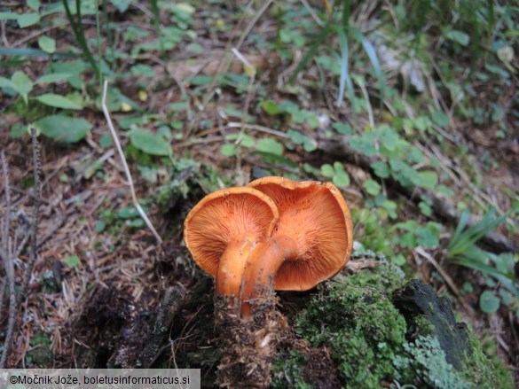 Hygrophoropsis aurantiaca