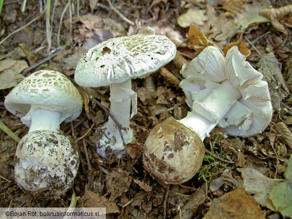 Amanita citrina