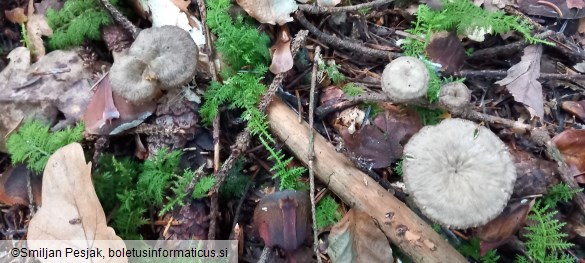 Craterellus tubaeformis