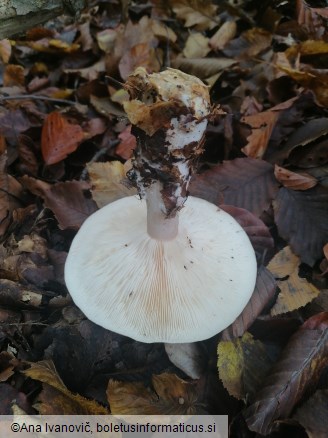 Clitocybe nebularis