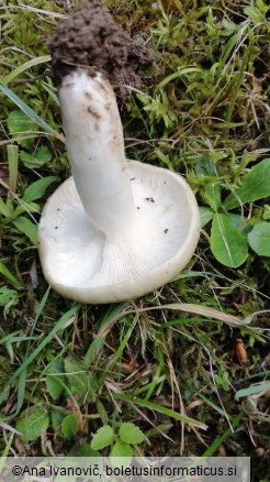 Russula heterophylla