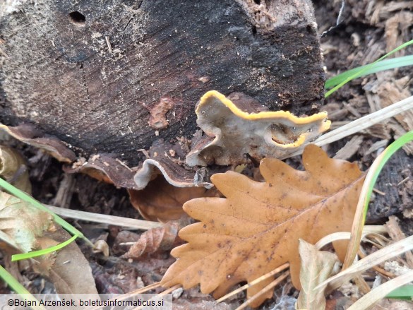 Xylobolus subpileatus