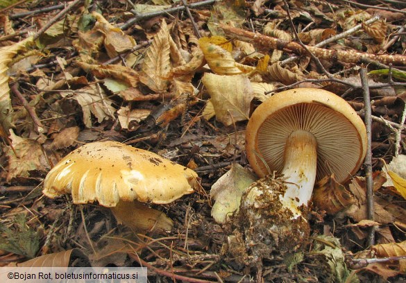 Cortinarius caesiostramineus