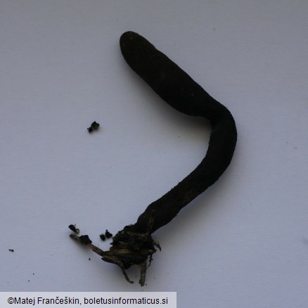 Xylaria longipes