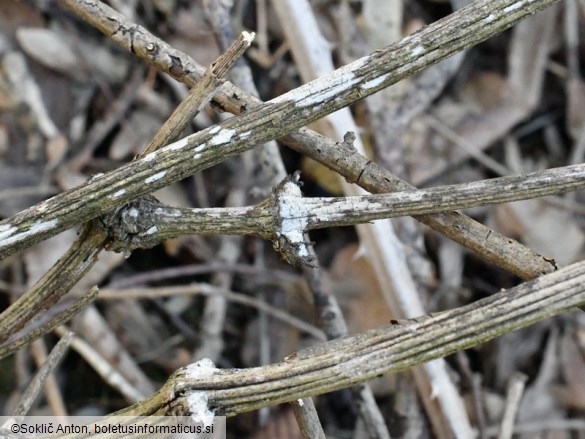 Radulomyces rickii