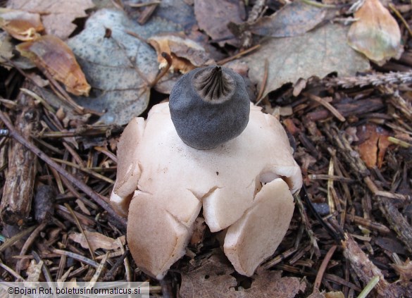 Geastrum schmidelii