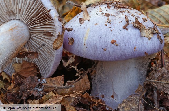 Cortinarius caerulescens