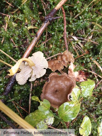 Craterellus tubaeformis