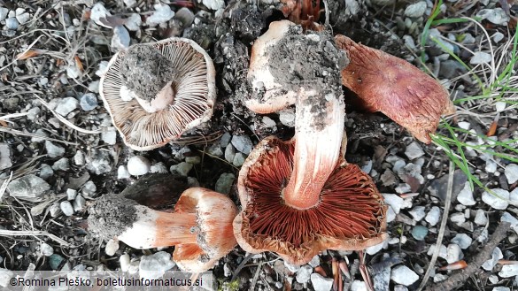 Inocybe adaequata