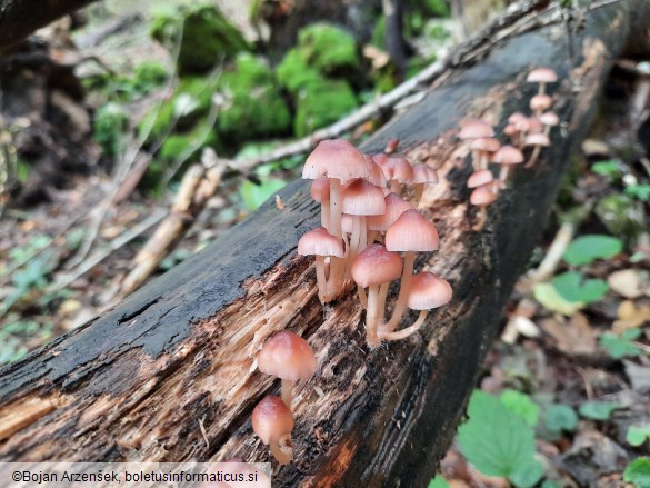 Mycena renati