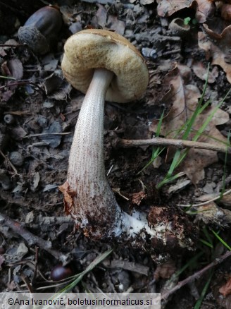 Leccinum scabrum