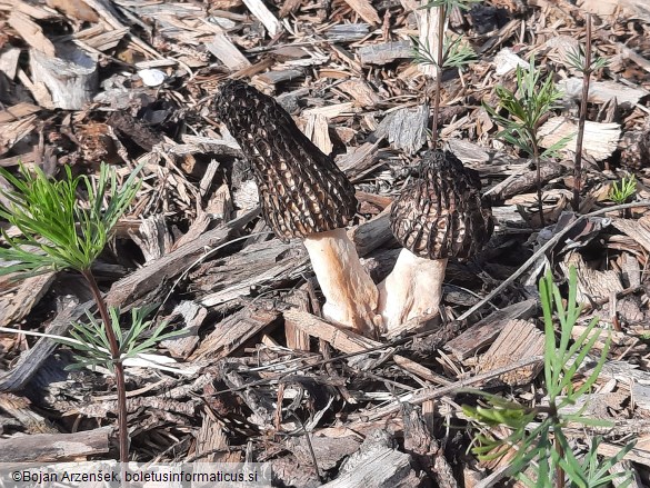 Morchella importuna