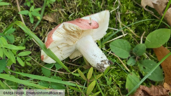 Russula persicina