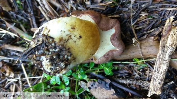 Boletus appendiculatus