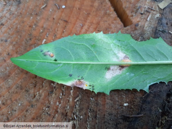 Puccinia variabilis