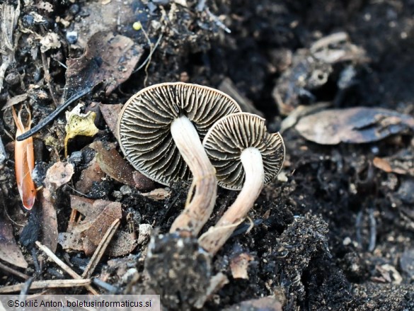 Panaeolus guttulatus