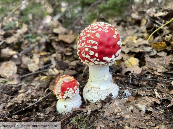 Amanita muscaria