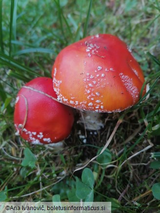 Amanita muscaria