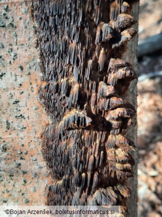 Mensularia nodulosa