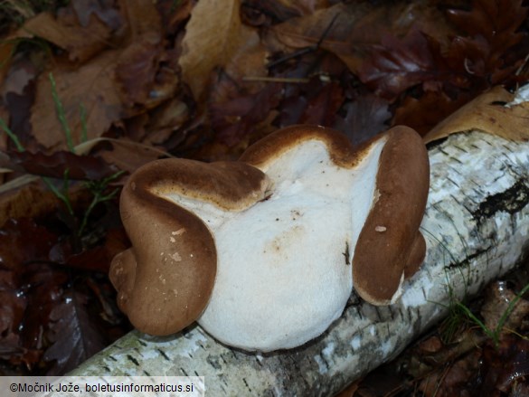 Piptoporus betulinus